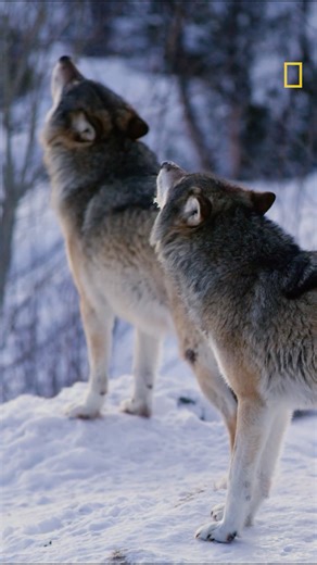 If you thought your friends sang loud last night, wait till you hear the wolves’ wild New Year’s chorus! | National Geographic UK