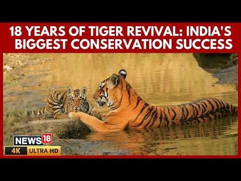 India Celebrates 18 Years Of Successful Tiger Reintroduction At Sariska Tiger Reserve | 4K | N18V