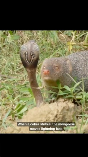 Why Snake Can’t Kill a Mongoose 🐍