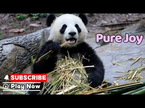 Who Knew Happiness Came In Crunchy Bamboo? | iPanda