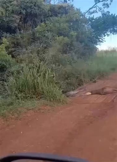 The scale of this is terrifying. 🐍💥A massive python caught in a life-or-death struggle with a capybara right on the edge of a farm. It’s a chilling reminder that no matter how settled the land looks, the wild is never far away.Nature's apex predator in action. 📍