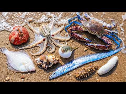 🌊 Ocean Foraging SHOCK! 🐙 Octopus in a Shell, 🦀 Blue Crab, 🐡 Tiny Pufferfish, 🐟 Flatfish & 🪸 S