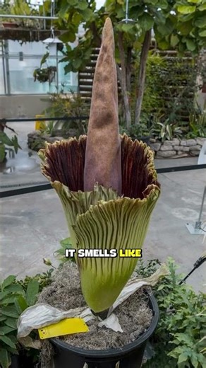 The Flower That Smells Like a Dead Body