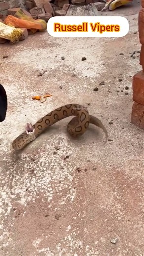 Russell’s Viper Displaying Defensive Behavior #naturelovers #animals #snakevideo #wildanimals