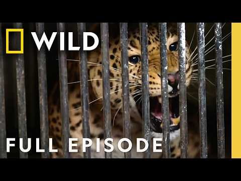 Leopards at the Door (Full Episode) | Mission Critical | Nat Geo Animals