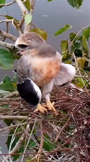 Black winged kite All the baby birds are waiting for their mother to find a mouse to eat 6