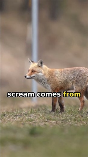 Red Fox Scream: Sounds Like a Human Cry