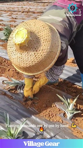 You HAVE to Witness the Pure Skill and Speed of These Hardworking Farmers! 🤯 #farming #hardwork