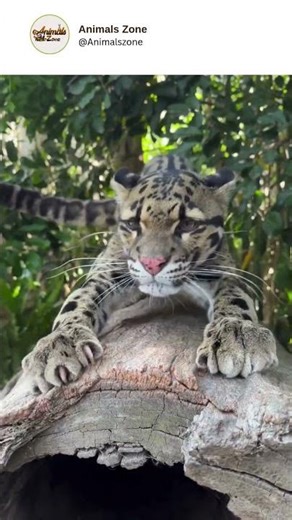 Curious eyes and playful energy—this snow leopard cub represents the beginning of a powerful journey