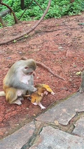 Two Baby Monkeys Playing Together 💕 | Best Friends Forever | Cute Wrestling