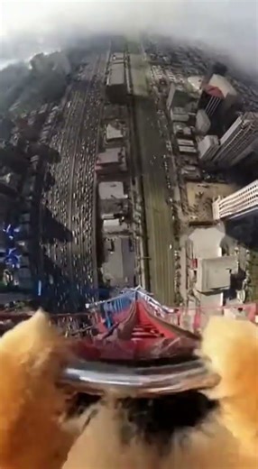 POV: You are a Dog on a Mega Rollercoaster! 🚀 #foryou #laugh #love