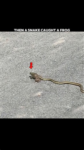 This Frog Had the Perfect Weapon Against a Snake... #trending #animals #wildlife #youtubeshorts