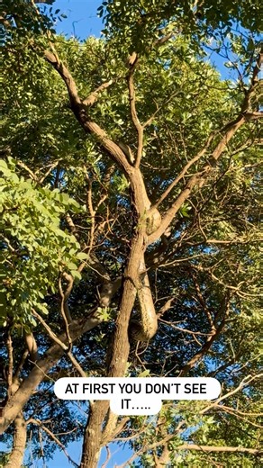 Bush Babble on Instagram: "Python sebae natalensis, or the Southern African rock python, is Africa’s largest snake. Ot is a non-venomous constrictor found in Southern Africa’s savannas and woodlands, known for its heavy build, dark brown and grey-brown blotched pattern, and ability to take large prey like antelope, monkeys, and even crocodiles. It is a subspecies of the African rock python (Python sebae) and is distinguished by specific head markings, with females being larger and heavier than m