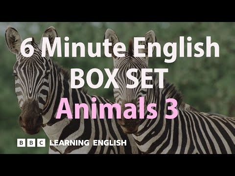 BOX SET: 6 Minute English - 'Animals 3' English mega-class! 30 minutes of new vocab!