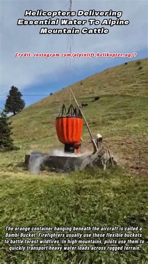 Helicopters Delivering Essential Water To Alpine Mountain Cattle