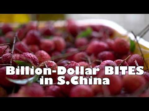 Lychees grow into billion-dollar industry in south China city