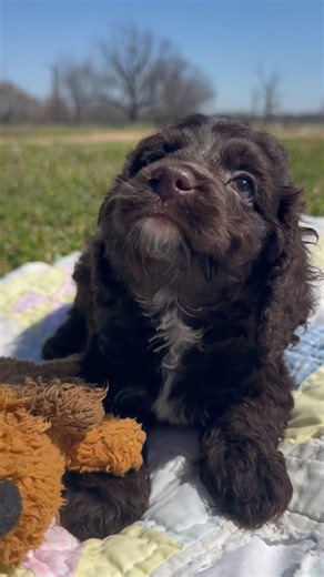 Cockapoo puppy for sale
