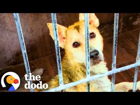 This Dog Spent Years Locked Away And Still Loves Everyone | The Dodo