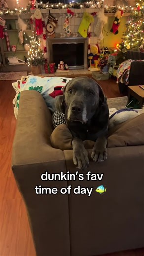 this is our shared bonding activity actually, he sits in his chair and i sit in my swing #viral #foryoupage #foryou #dogs #dunkindadawg