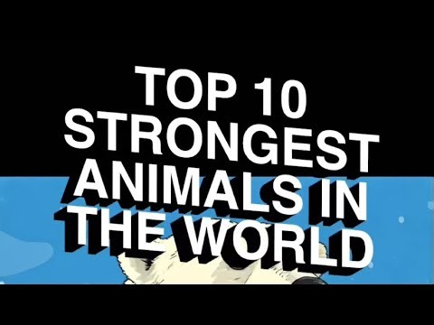 Top 10 strongest animals in the world