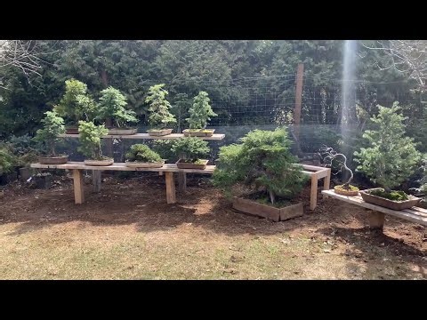 Digging out the Bonsai + Setting up the Bonsai on Benches