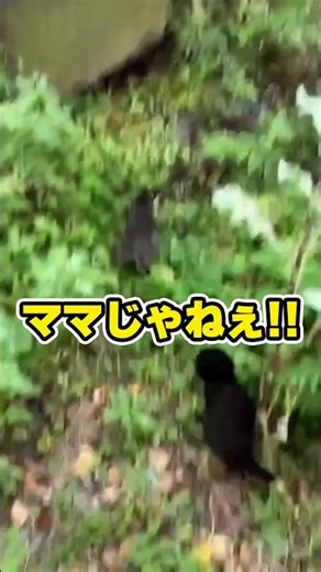 鳴きマネしたら子猫出てきた｜PECO