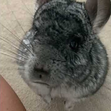 The hump of ownership. #leadership #chinchilla