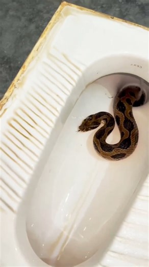 "Russell's Viper Spotted Emerging from Bathroom!" #naturelovers #animals #snakevideo #amazingnature