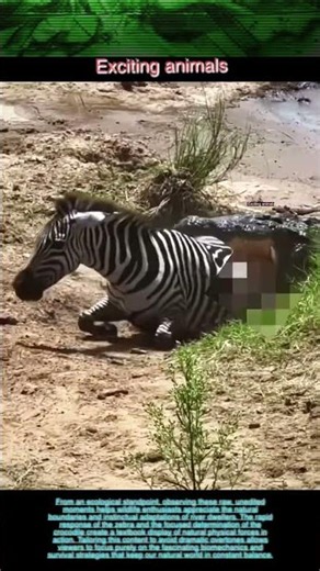 The River's Edge Encounter: A Huge Crocodile's Unexpected Move.