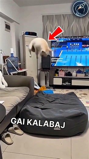 This dog is always watching TV | But he actually learned gymnast 😱🫡 #respect #shorts #ytshorts