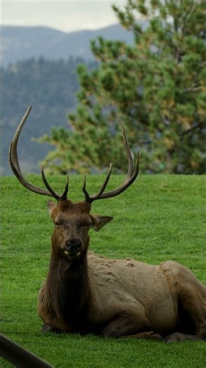 The elk at Estes Park Golf Club in Colorado are MAJESTIC ✨