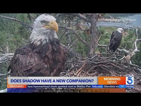 Big Bear bald eagle shadow appears to have a new companion