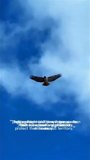 hawk😱#birdfacts#educational#Hd
