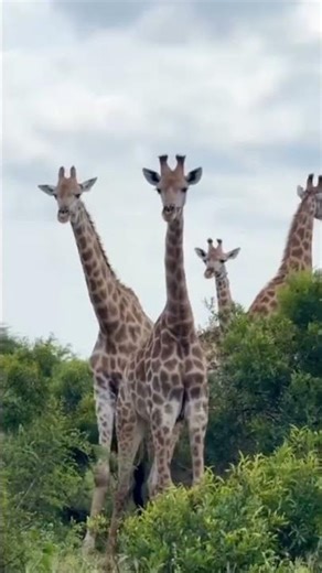 Amazing Giraffes in African Wilderness