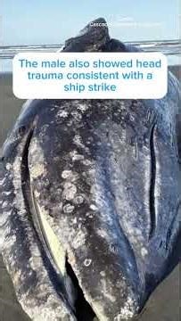 Two gray whales found dead have been examined