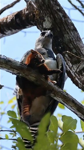 “Harpy Eagle: The Most Feared Predator of the Skies!”