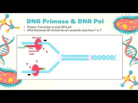 DNA Replication One Shot | 3 Min Quick Revision for NEET & Boards 🔥