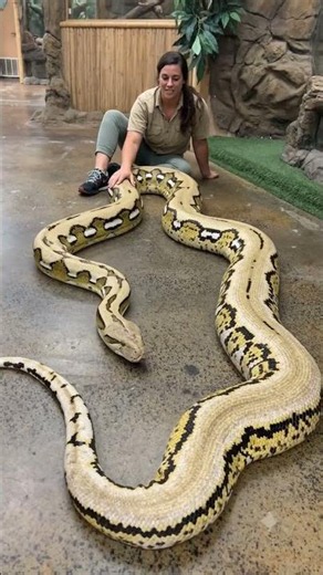 Exploring the World of Giant Snakes: The Reticulated Python 🐍 #ReticulatedPython #GiantSnake
