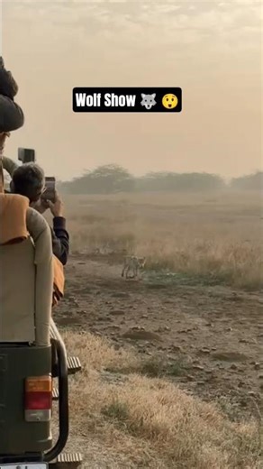 Wolf Show: Amazing Wolf Behavior Uncovered