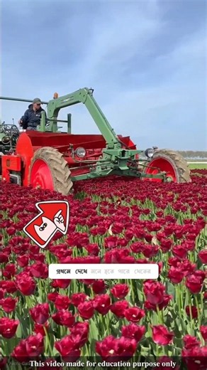 Why are farmers picking and destroying the tulip flowers |#shortvideo