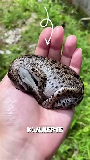 Warum hat dieses Krokodil angegriffen?