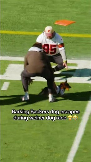 Bring Your Dog to FirstEnergy Field | Barking Backers