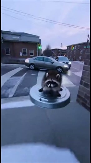 Boston Police Forced Me To Confess My Illegal Raccoon Street Racing Ring #youtubeshorts