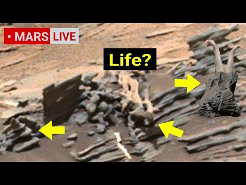 NASA Mars Perseverance Rover Sent Super Incredible Footage of Mars Life? Curiosity' rover 4K Mars