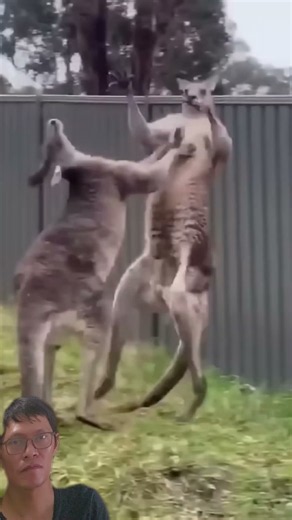 Two giant kangaroos start an intense fight! 🦘🥊 #Kangaroo #KangarooFight #FunnyAnimals #wildlife