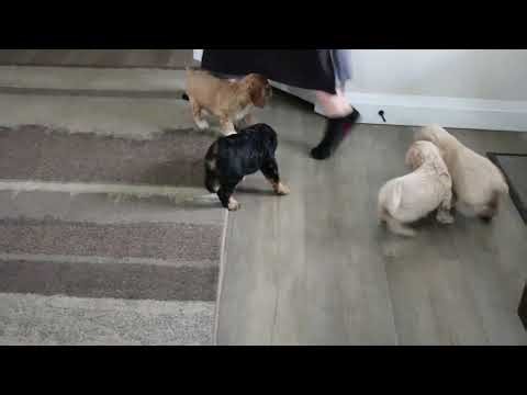 Cockapoo Puppies For Sale