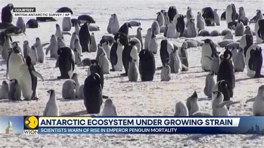 Antarctic penguins face survival threat; Ice collapse raises penguin survival concerns Penguins lose their safe habitat during the critical moulting period Susan Tehrani has more | WION