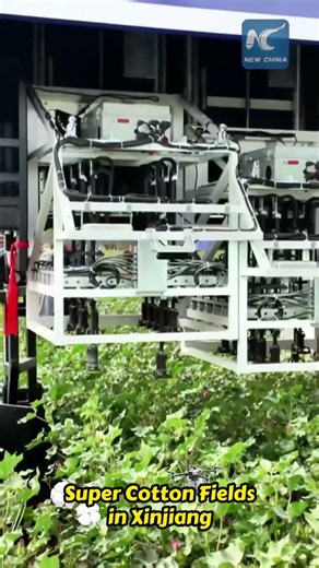 In Xinjiang's super cotton fields, laser robots cut the cost