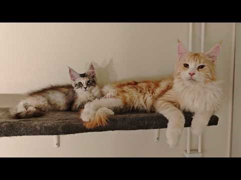 Cosy Night With Purring Kittens
