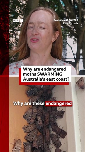 Moths. Moths everywhere. #BugongMoths #Australia #Canberra #Sydney #EndangeredSpecies #BBCNews